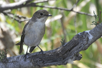 Ficedula hypoleuca